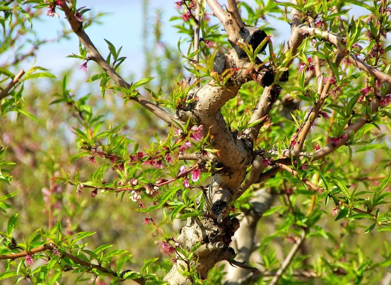 W początkowej fazie rozwoju symptomy brunatnej zgnilizny można zaobserwować na kwiatach i zawiązkach owoców.