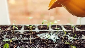 Podpowiadamy, jak w naturalny sposób nawozić pomidory na poszczególnych etapach wzrostu.