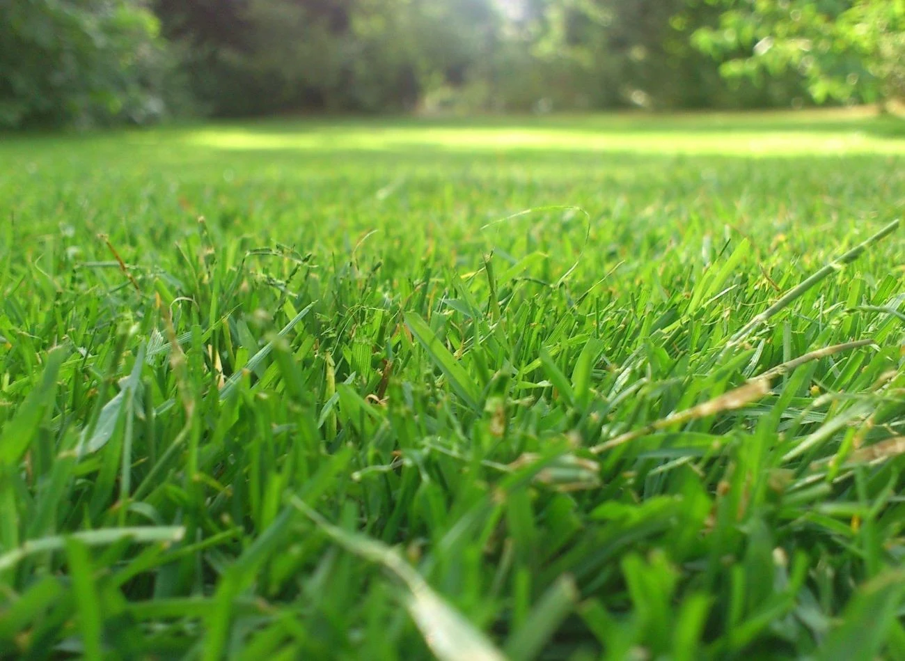 Piaskowanie trawnika warto przeprowadzić w kwietniu, nim trawa zacznie rosnąć. Fot. Nickel/Canva