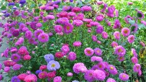 Poznaj najpiękniejsze odmiany astrów chińskich.