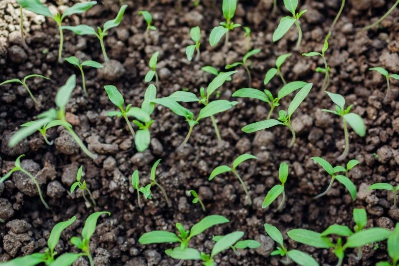 Uważajmy, aby nie przenawozić rozsady pomidora