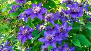 Sposób na zdrowe i bujnie kwitnące powojniki. Wystarczy kupić w aptece i włożyć do ziemi