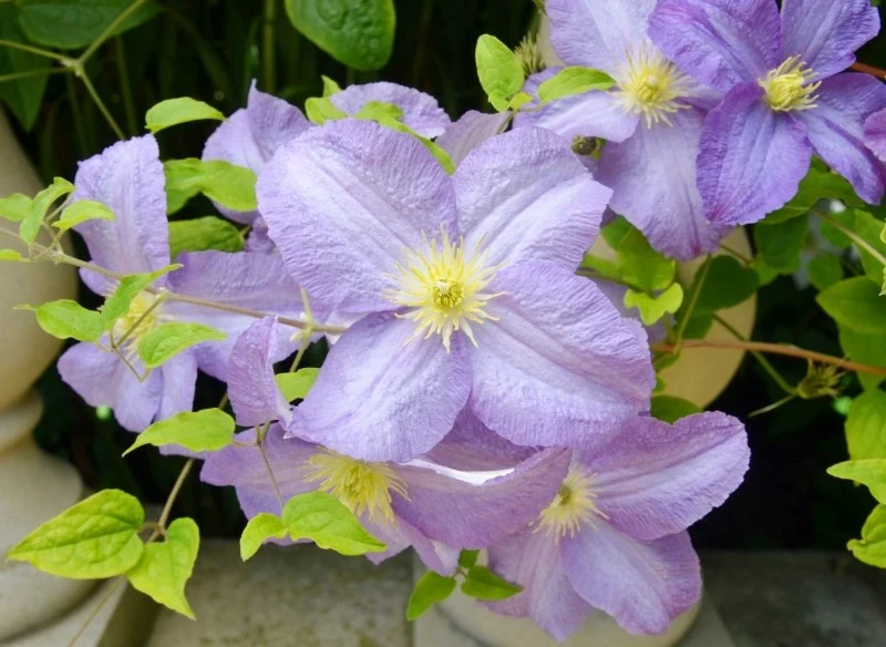 Nadmanganian potasu wykazuje właściwości grzybobójcze, dlatego jest pomocny w walce z uwiądem powojników