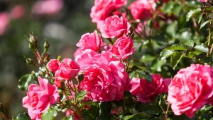 Róże, oprócz odpowiedniego stanowiska i pielęgnacji, potrzebują również dobrego sąsiedztwa.