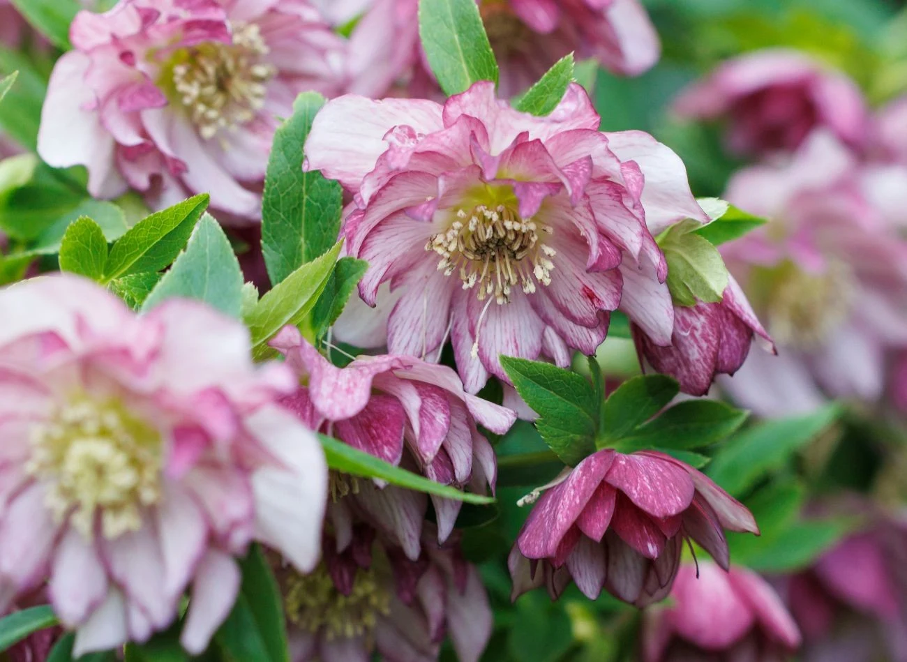Ciemierniki choć piękne, nie powinny być sadzone w pobliżu róż.