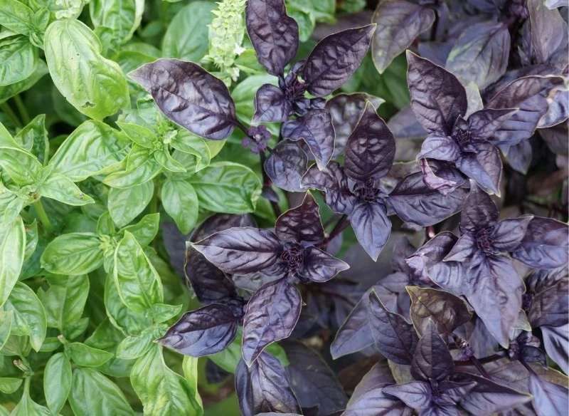 Bazylia Red Rubin wykazuje szereg właściwości leczniczych