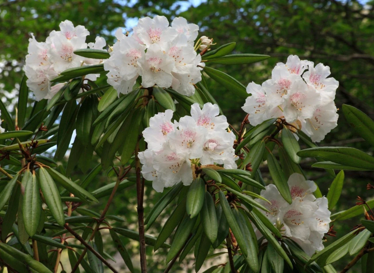 Jeśli posadzisz różaneczniki w pobliżu róż, osłabisz ich wzrost