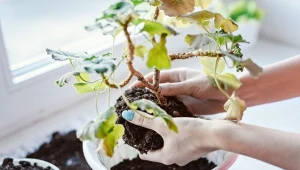 Naturalna odżywka pobudzi pelargonie do obfitego i długiego kwitnienia.