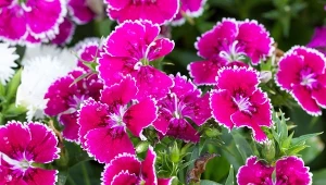 Kwiaty Zeusa kwitną aż do października. Siew, gatunki i odmiany goździków