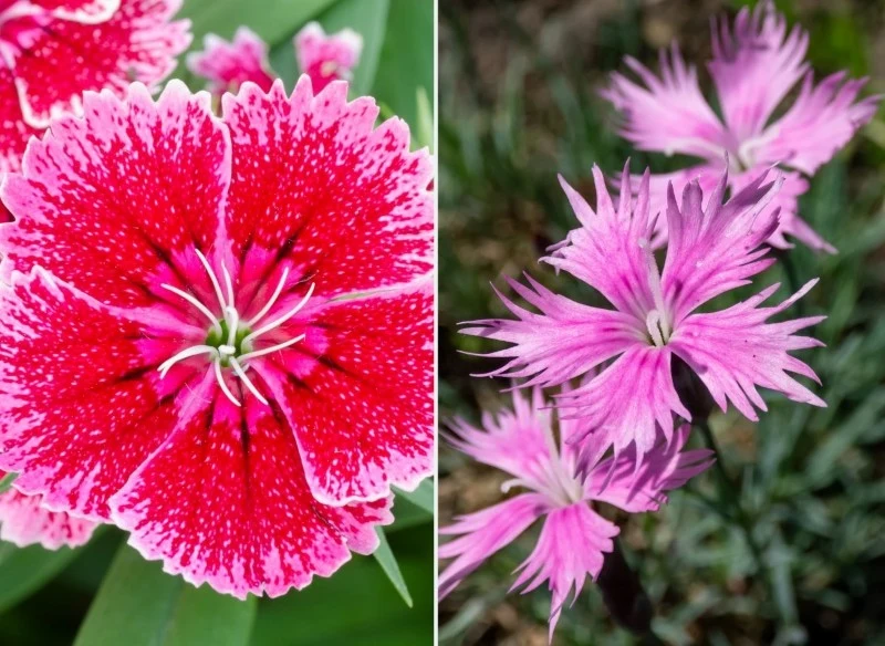 Goździki najlepiej wysiewać na przełomie marca i kwietnia