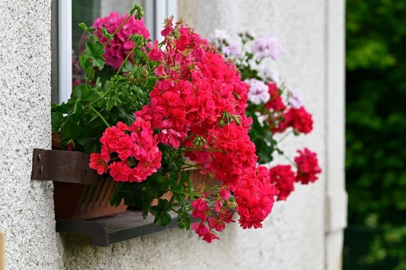Jak przygotować pelargonie do sezonu