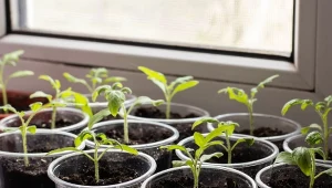 Nawożenie młodych sadzonek pomidorów zaczynamy dopiero po pikowaniu.