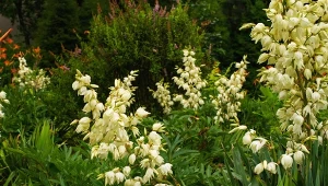 Jukę ogrodową warto zasilić nawozem już wczesną wiosną.