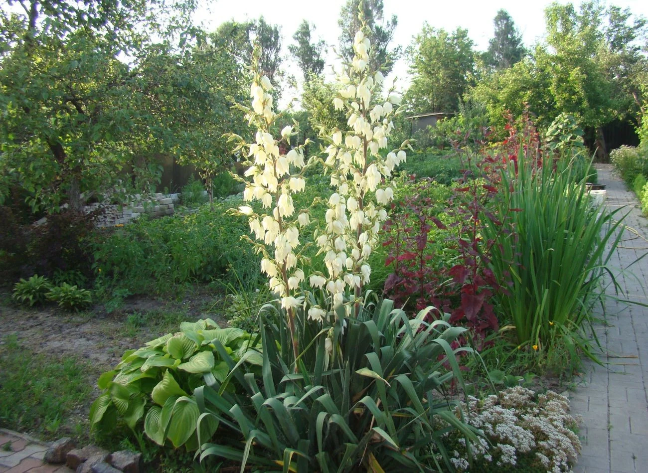 Jukę najlepiej nawozić odżywkami mineralnymi zawierającymi azot, fosfor i potas.