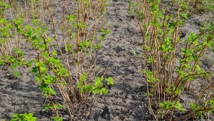 Jak zadbać o maliny na wiosnę? Zacznij od cięcia.