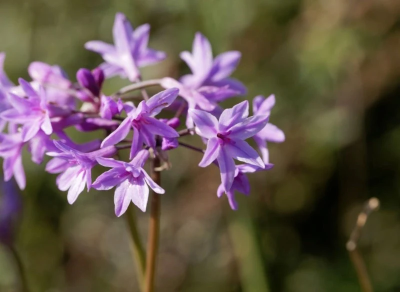 Tulbagia fioletowa kwitnie przez całe lato, a jej kwiaty wydzielają delikatny, słodki zapach