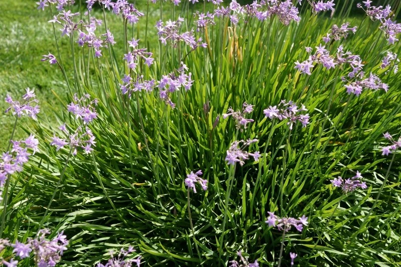 Czosnek afrykański jest nie tylko jadalny, ale również bardzo zdrowy