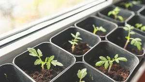 Sadzonki będą rosły jak na drożdżach. Kup w aptece i zrób prostą odżywkę