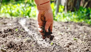 Jak poprawić żyzność gleby w ogrodzi? Jest na to kilka prostych sposobów.