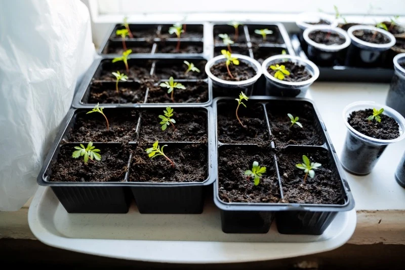 Po pikowaniu sadzonki potrzebują regularnego podlewania oraz nawożenia