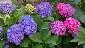 Jakich składników odżywczych potrzebują hortensje, aby kwitły długo i obficie?