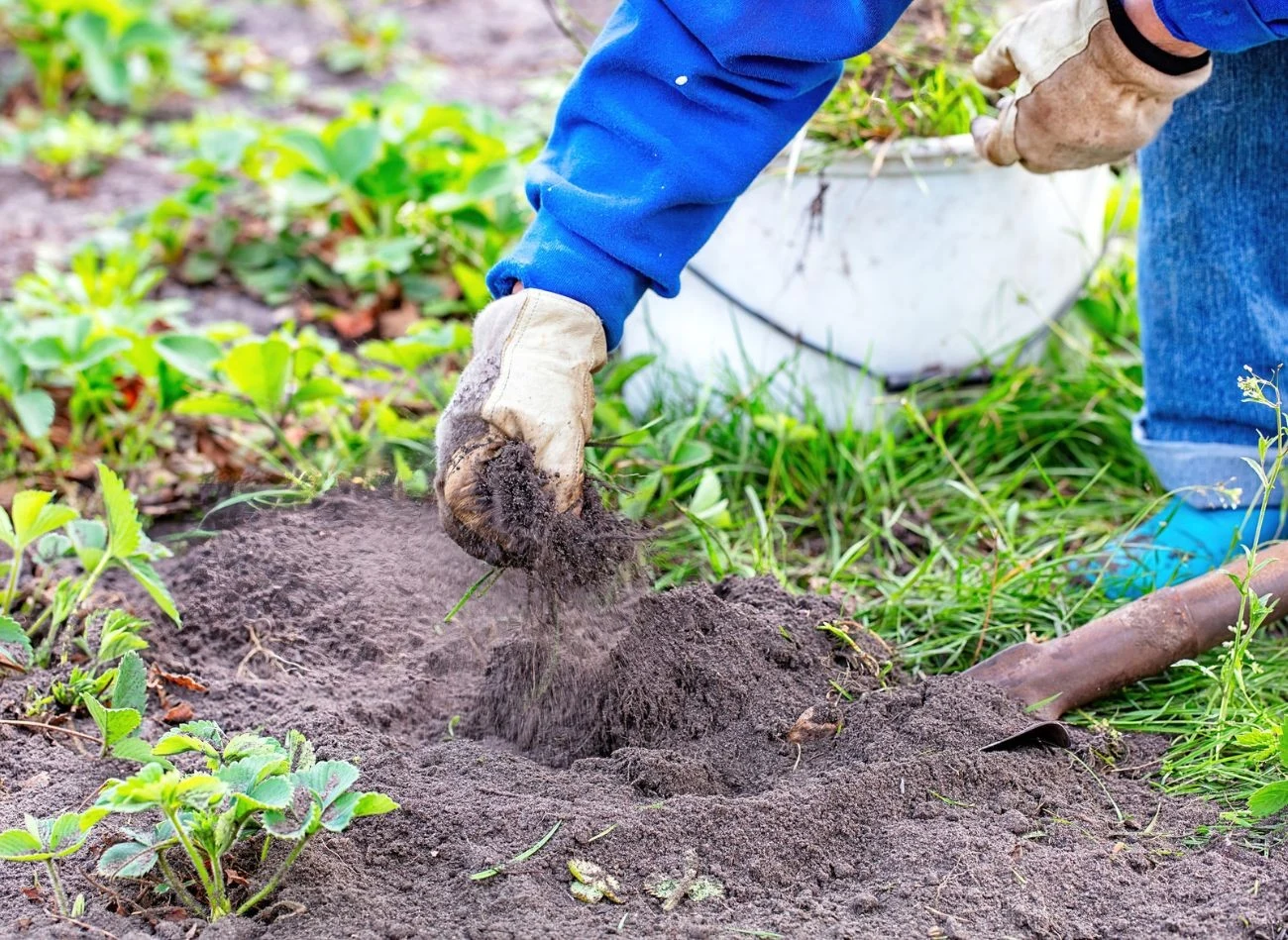 Poprawa jakości gleby to nic trudnego. Wystarczy wprowadzić kilka zasad do uprawy.