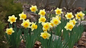 Chcesz, żeby żonkile jak najdłużej kwitły? Zastosuj patent ogrodników