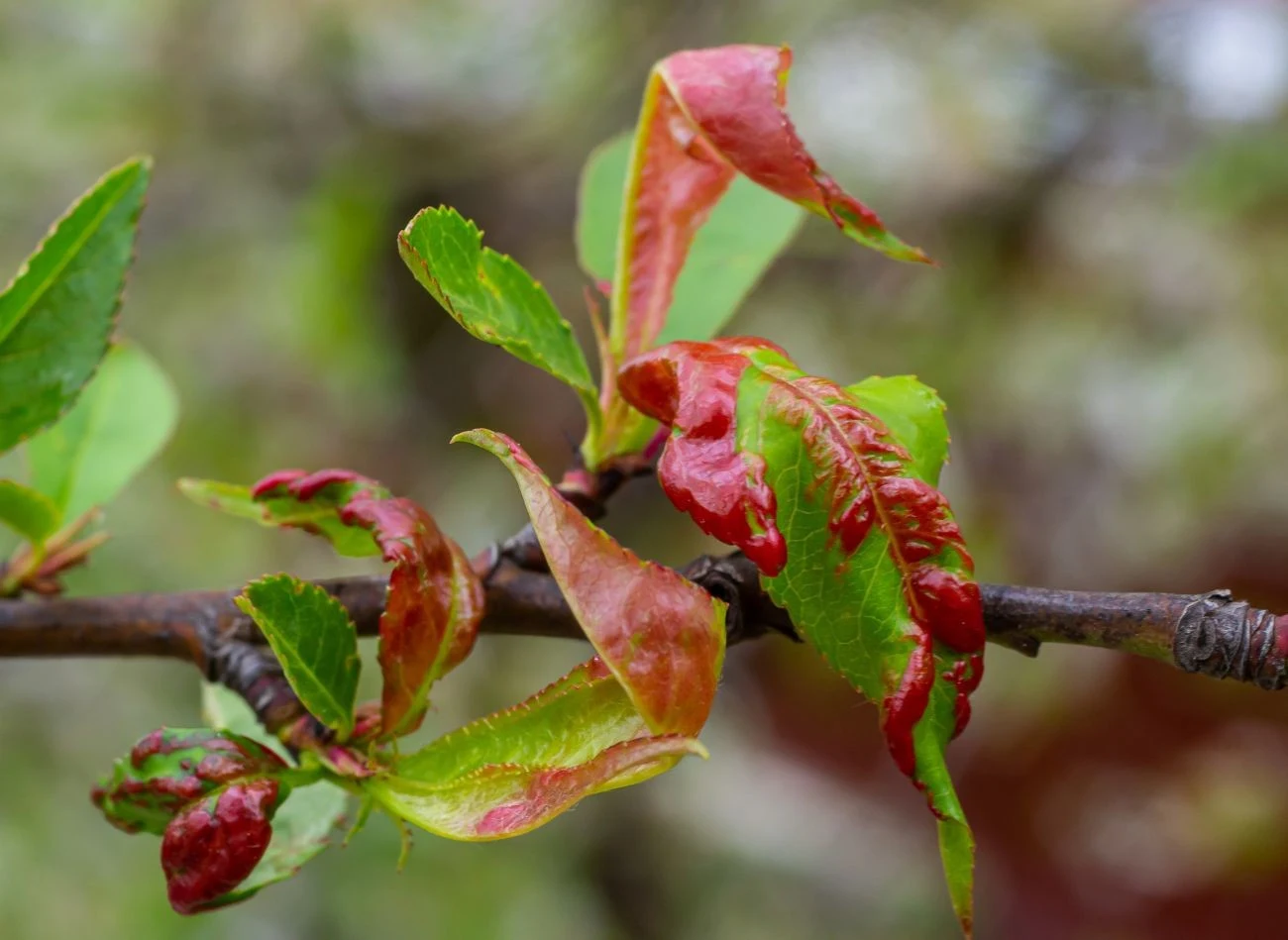 Kędzierzawość liści brzoskwini objawia się w postaci silnie zdeformowanych, zgrubiałych i zaczerwienionych liści.