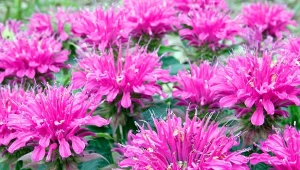 Pysznogłówka to mało wymagająca i bardzo efektowna bylina.