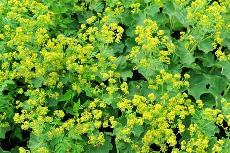 Przywrotnik ostroklapowy to niewymagająca bylina, która kwitnie od czerwca do sierpnia.