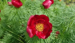 Piwonia koperkowa (Paeonia tenuifolia) to mało znany gatunek, który warto poznać bliżej.