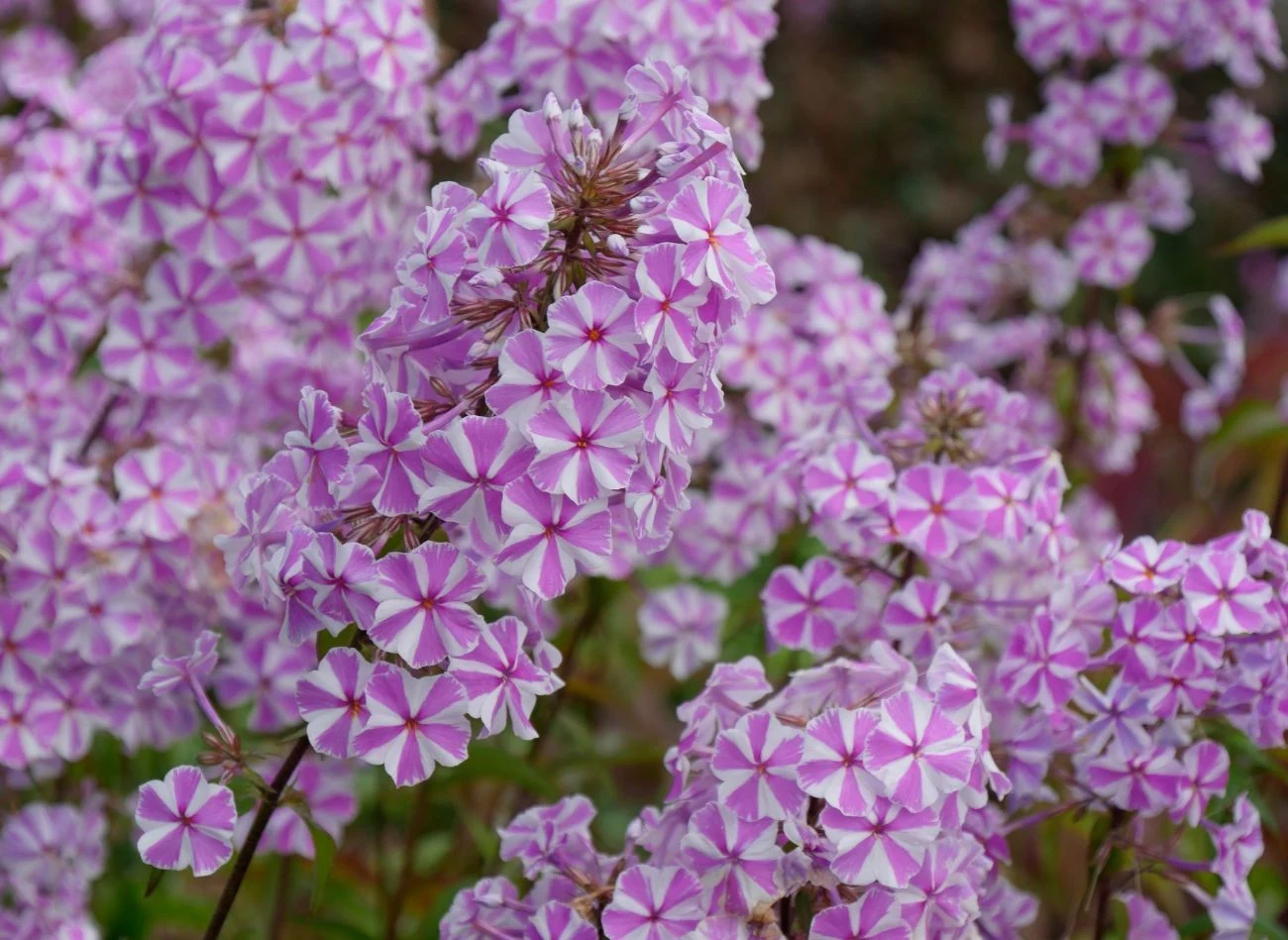 Floksy wiechowate to wysokie byliny o sztywnych pędach zakończonych wiechami uroczych kwiatów w różnych odcieniach.