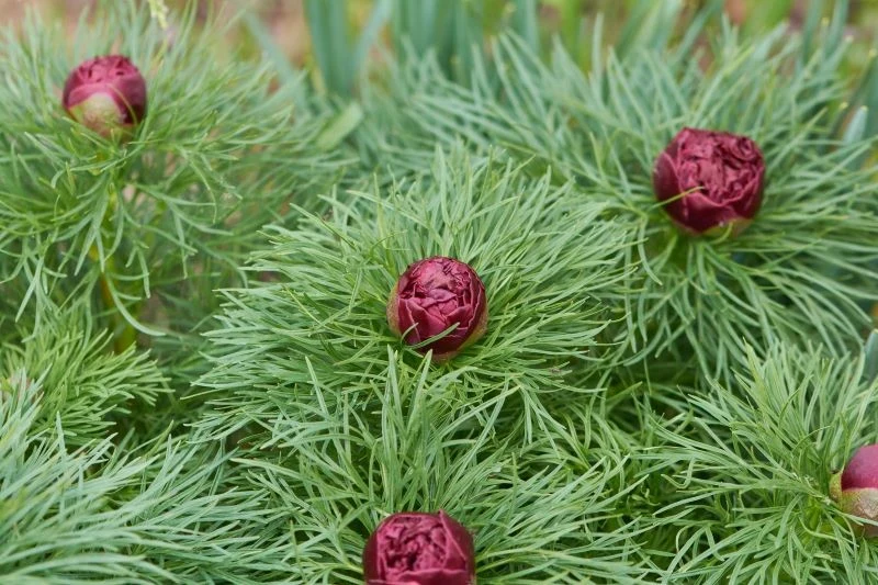 Paeonia tenuifolia kwitnie wcześniej niż inne piwonie