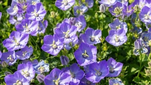 Co wysiać i sadzić pod koniec marca? To najlepszy czas dla tych warzyw i kwiatów