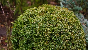 Sprawdź, jak ocalić krzewy przed ćmą bukszpanową.