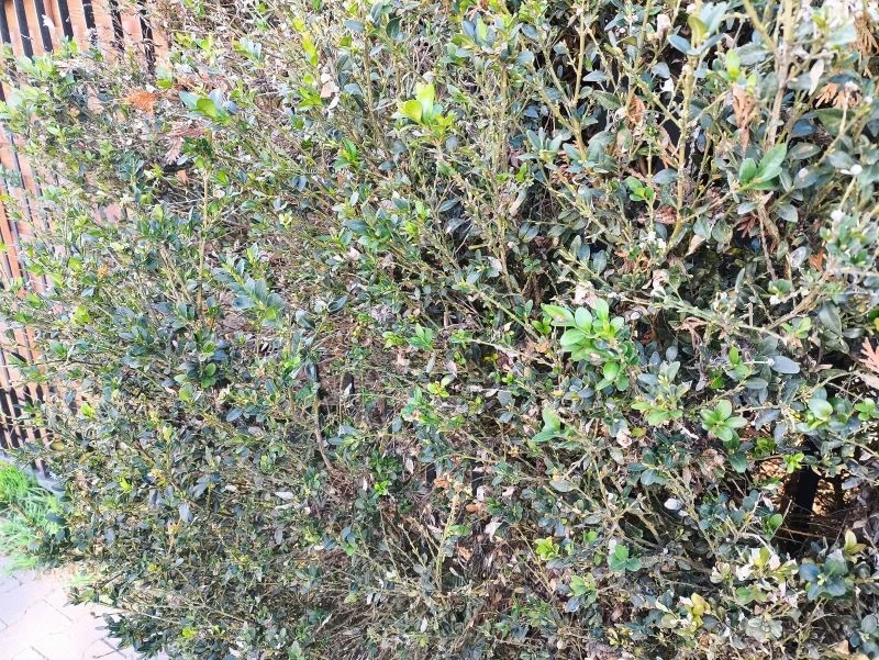 Ćma bukszpanowa zostawia na krzewach tylko suche, zdrewniałe pędy