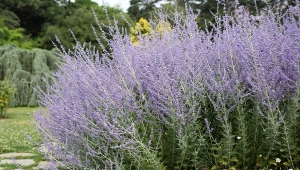 Cięcie perowskii na wiosnę. Będzie zachwycać kolorem i zapachem do października
