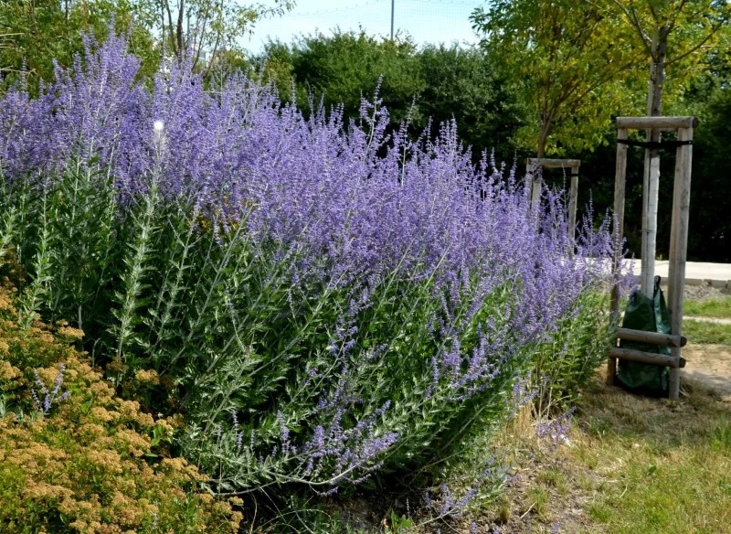 Cięcie perowskii sprawia, że roślina lepiej się krzewi i obficiej kwitnie
