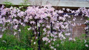 Jak chronić powojniki przed wciornastkami? Pomocny okazuje się naturalny oprysk.