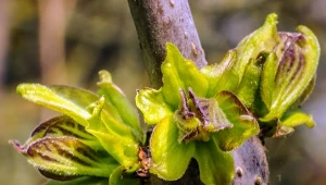 Cięcie katalpy szczepionej na pniu i rosnącej naturalnie