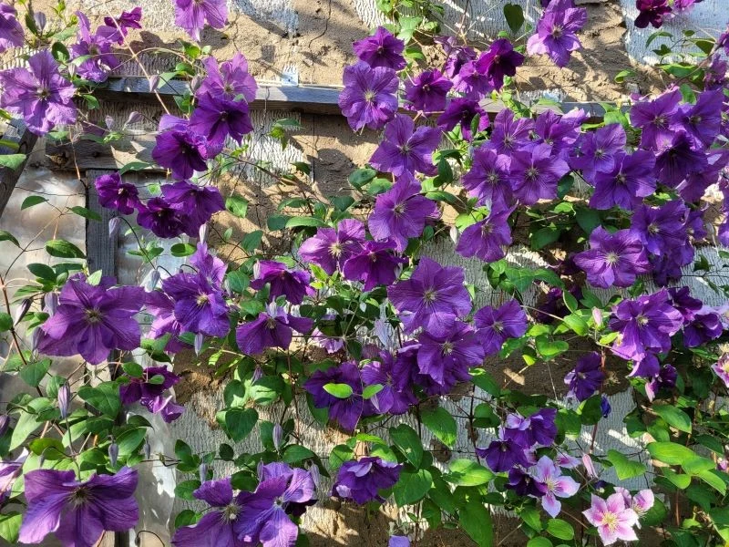 Powojniki bywają atakowane przez wciornastki i inne powszechnie występujące w ogrodach szkodniki