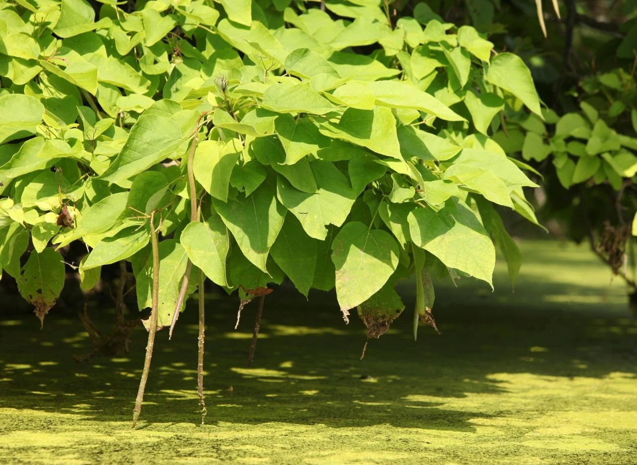 Katalpa to wszechstronna roślina, jej główną cechą jest wyłapywanie zanieczyszczeń środowiska.