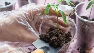 Pikowanie siewek zwykle przeprowadza się końcem marca lub na przełomie kwietnia, ale najlepiej zrobić to, obserwując rośliny.