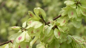 Drzewa o parasolowatym pokroju, np. wiąz górski, łączą walory estetyczne z funkcjonalnością.