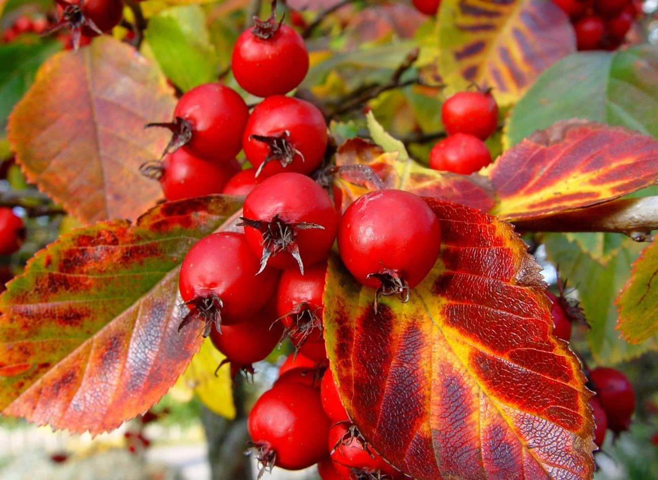 Głóg ostrogowy ma wiele zalet - wyjątkowy kształt, a także owoce i zmieniające barwę liście.