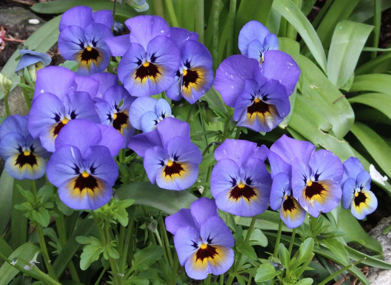 Bartki wymagają regularnego podlewania