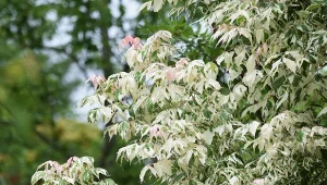 Klon jesionolistny 'Flamingo' - wymagania i uprawa