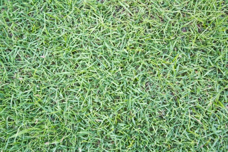 Warto zachować odstęp czasowy między wapnowaniem a nawożeniem trawnika