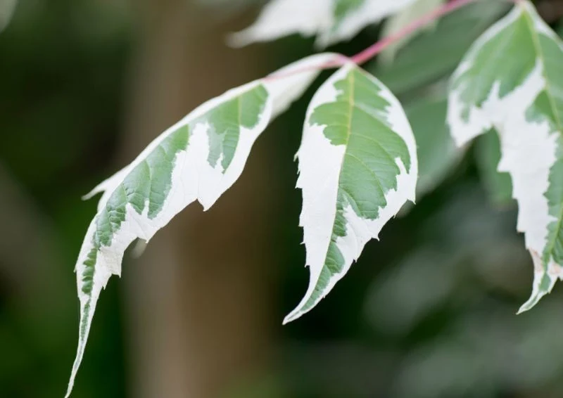 Liście klonu jesionolistnego 'Flamingo' to jego najwieksza ozdoba