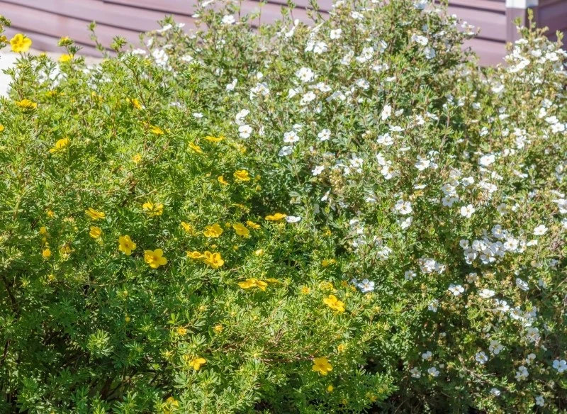 Usuwając przekwitłe kwiatostany pięciornika krzewiastego, możemy przedłużyć jego kwitnienie